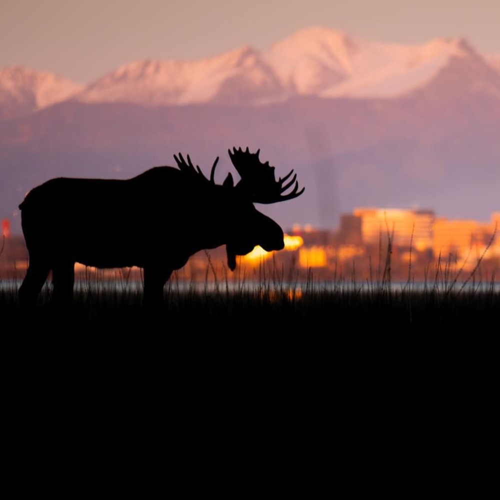 Meet your Posher, Savannnah